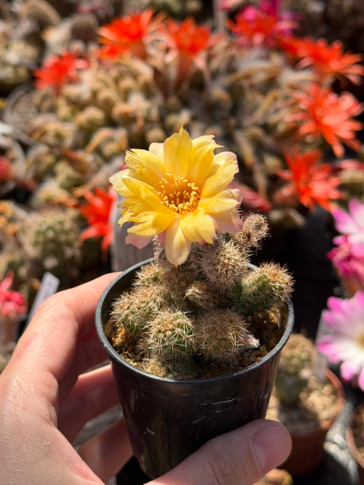 Chamaecereus hybr. PAN 17.8.27