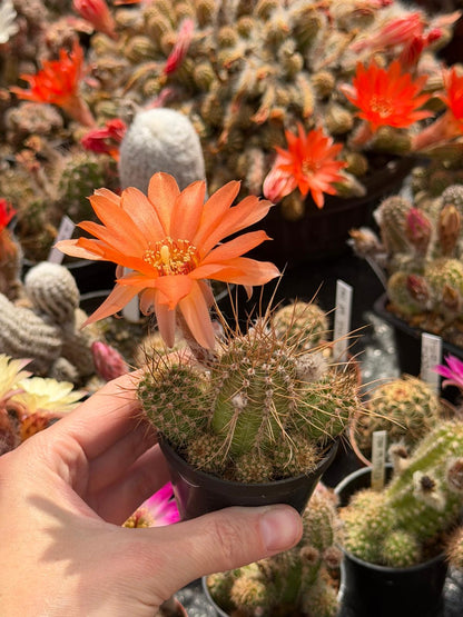 Chamaecereus hybr. Hajek 26.007