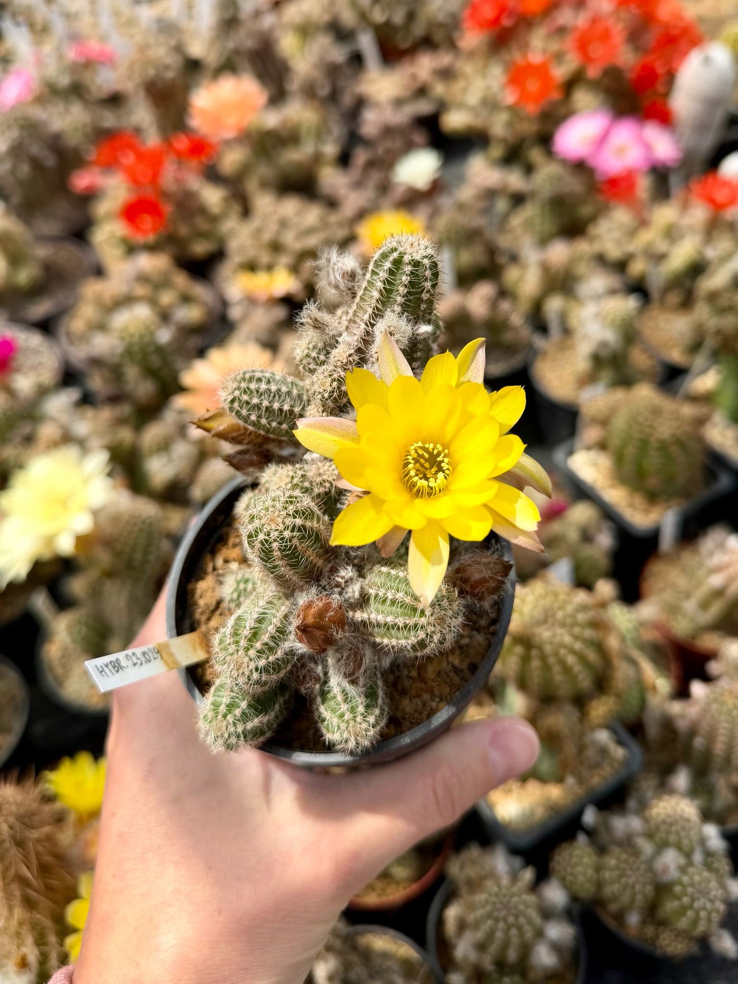 Chamaecereus hybr. Hajek 23.029
