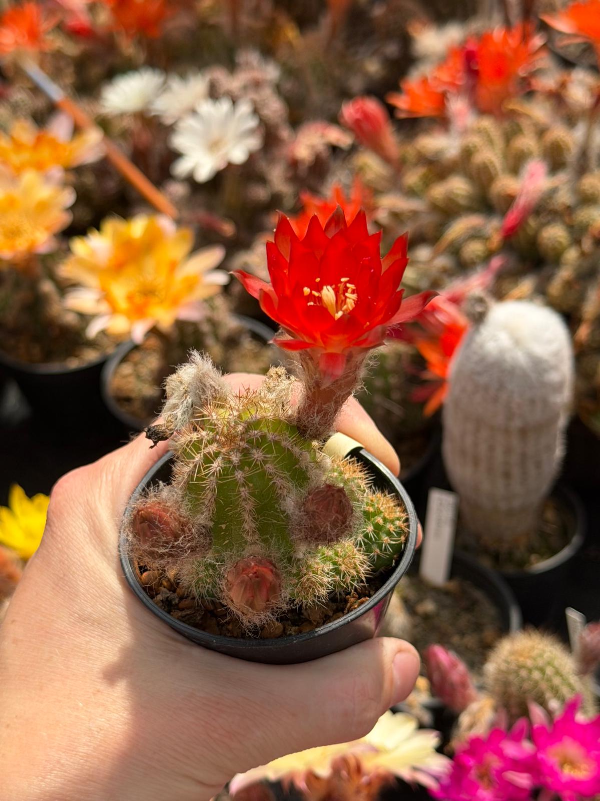 Chamaecereus hybr. PAN 17.4.260