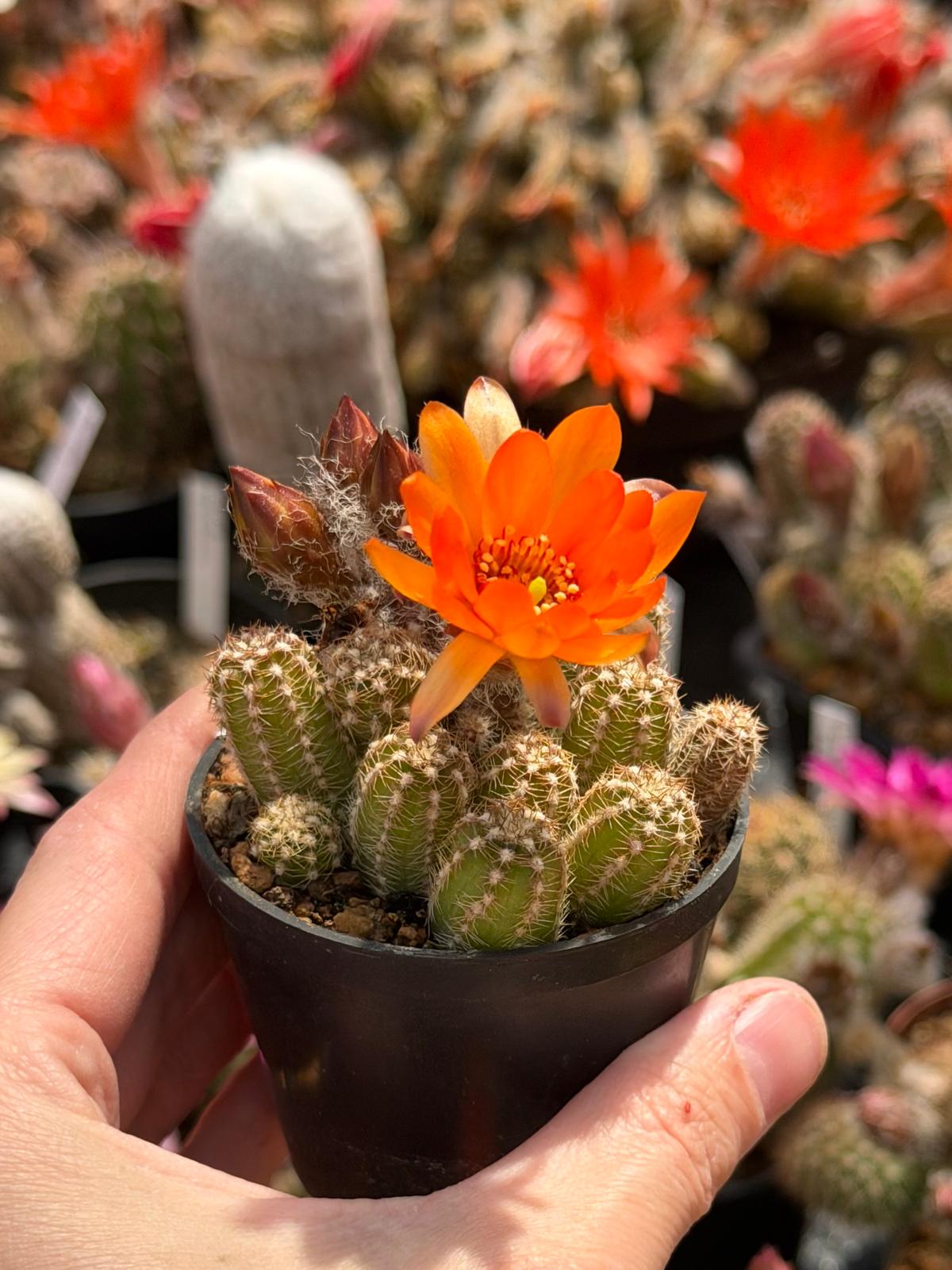 Chamaecereus hybr. Hajek 26.013
