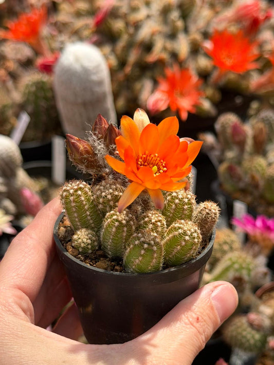 Chamaecereus hybr. Hajek 26.013