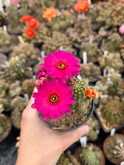 Chamaecereus hybr. Hajek 23.017