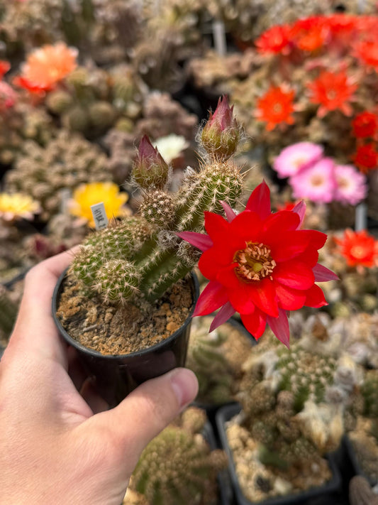 Chamaecereus hybr. Hajek 23.028