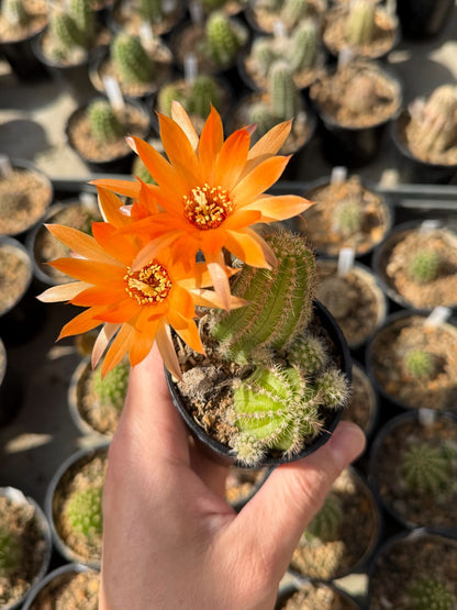 Chamaecereus hybr. Hajek 23.040