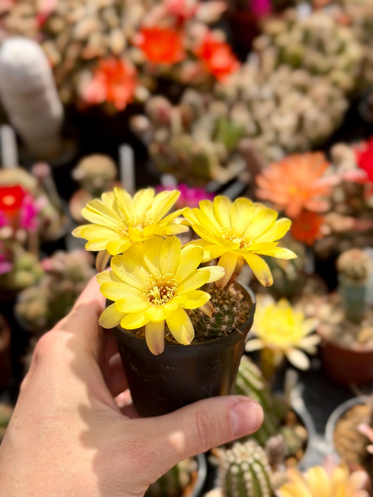 Chamaecereus hybr. Hajek 26.016