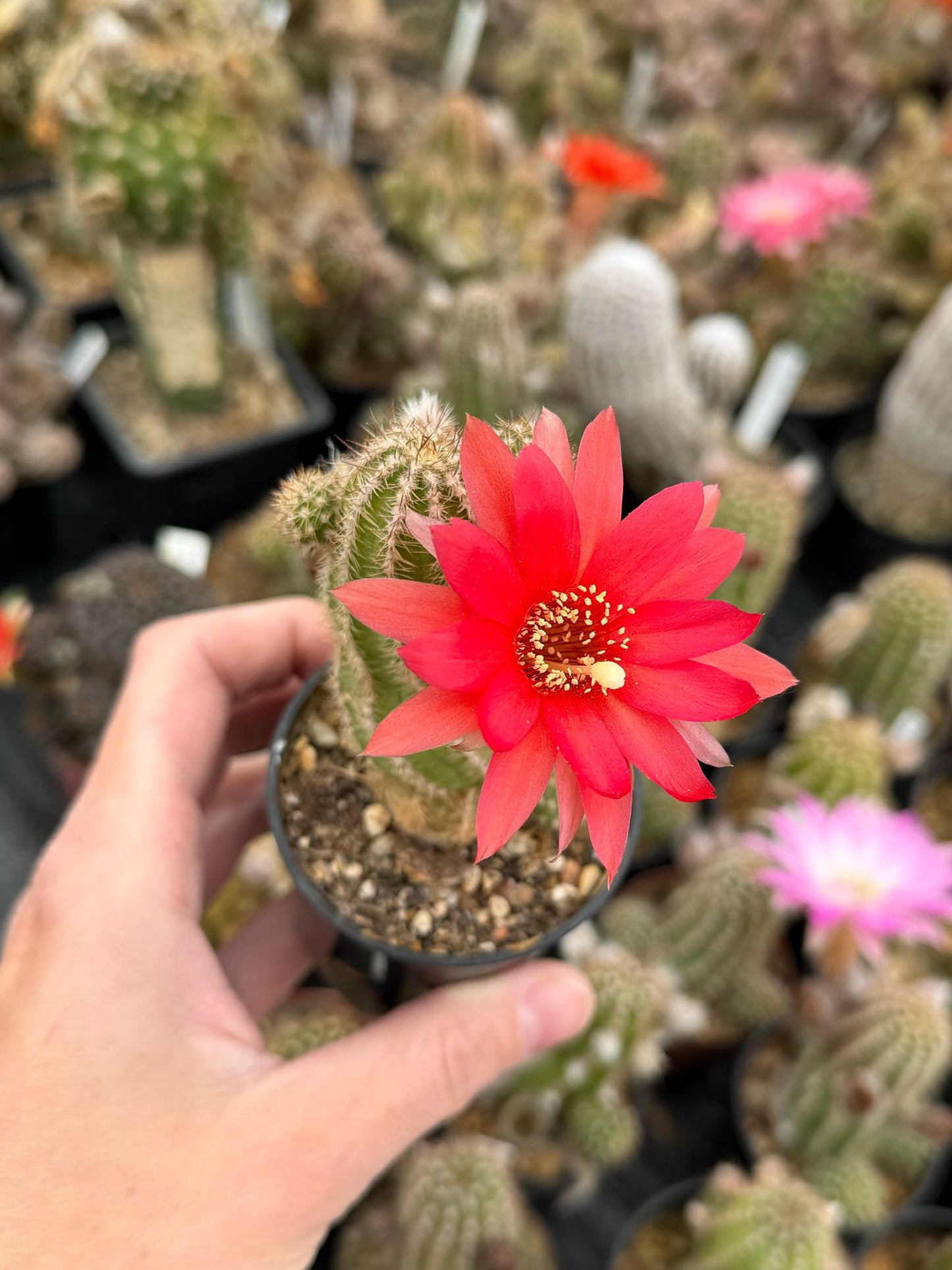 Chamaecereus hybr. Hajek 23.035