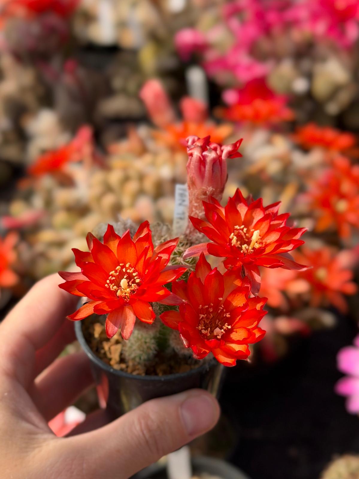 Chamaecereus hybr. PAN 17.4.260