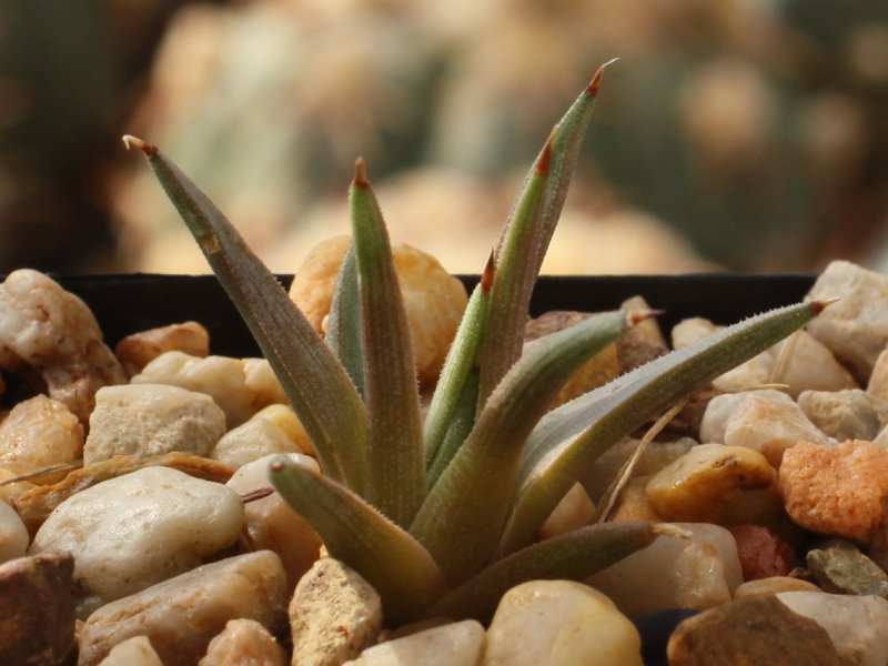 Agave albopilosa KŠ 1106 NL