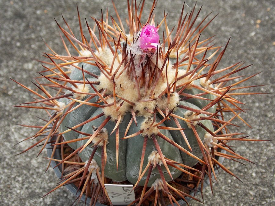 Echinocactus horizonthalonius JABO 30 La Mesa, km 81, s of Entronque San Roberto, NL