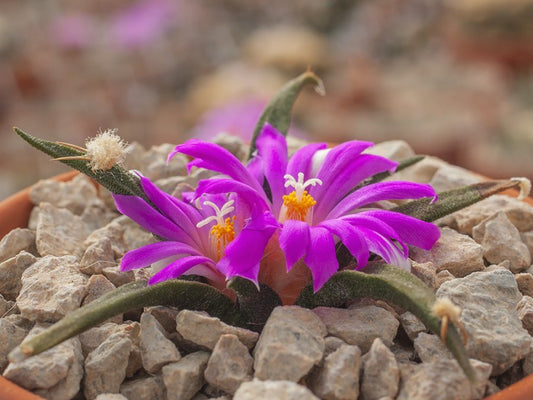 Ariocarpus agavoides VM 804 San Ignacio, SLP - 10 seeds