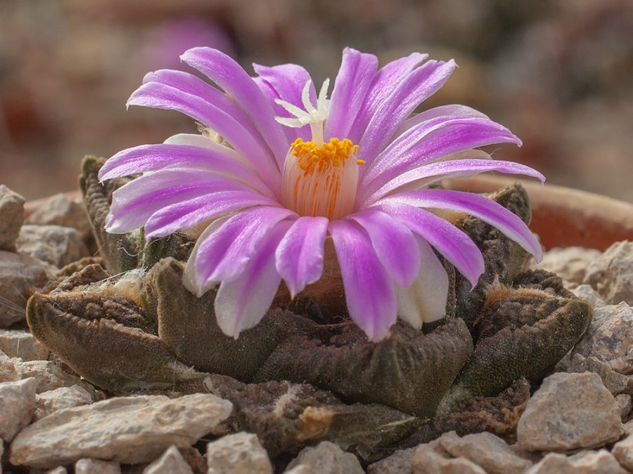 Ariocarpus fissuratus Sanderson, Tx - 10 seeds