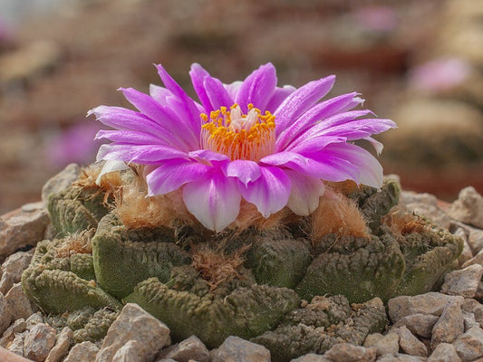 Ariocarpus fissuratus SB 413 Brewster Co, Tx