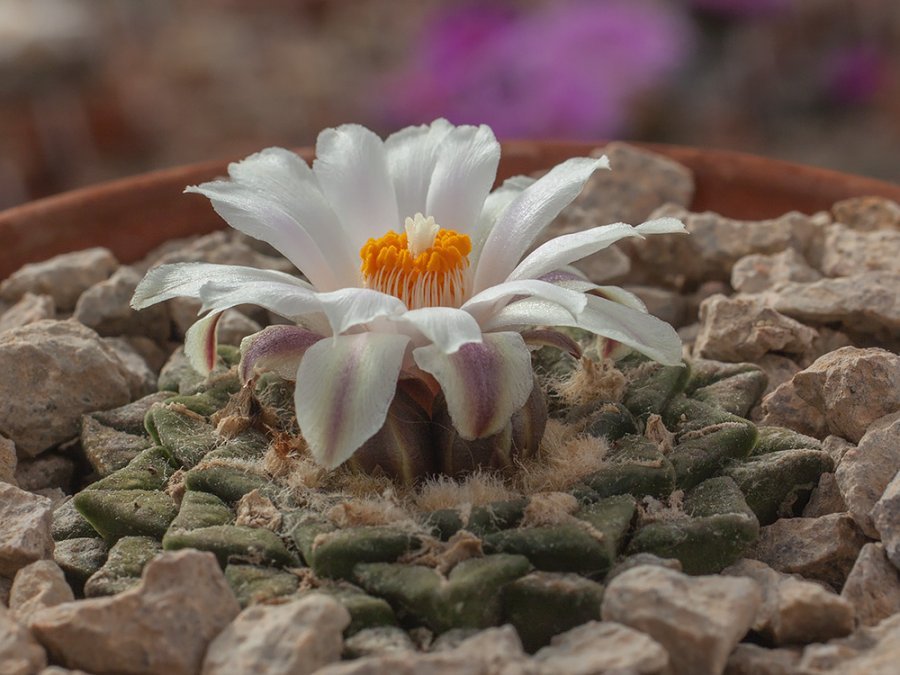 Ariocarpus kotschoubeyanus ssp. sladkovskyi f. albiflorus Las Tablas, SLP