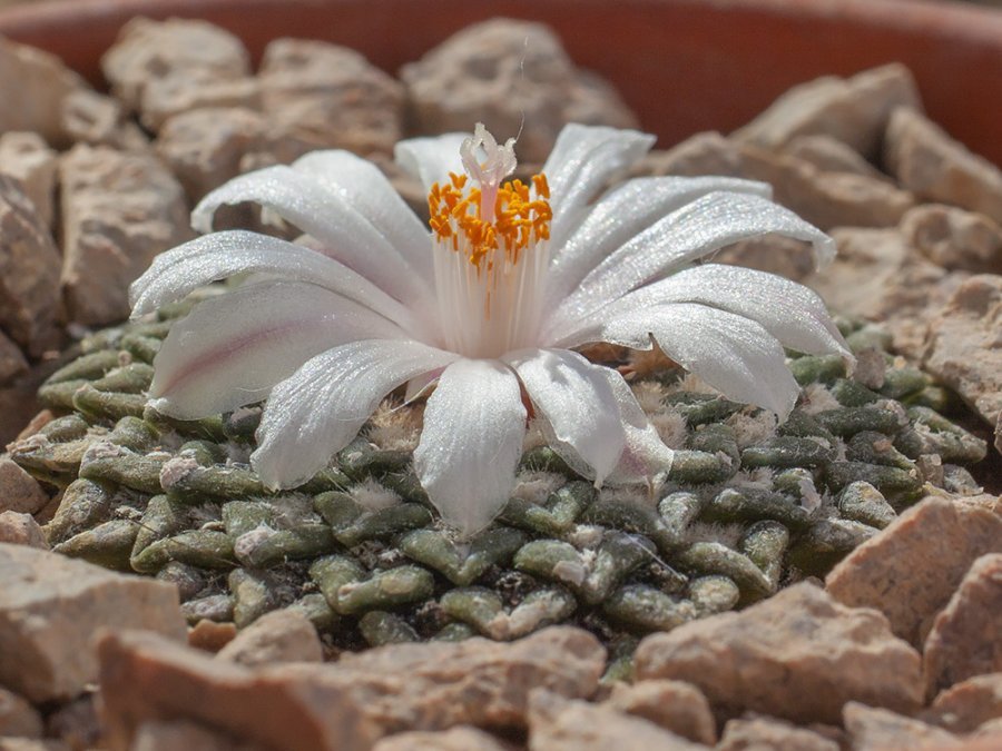 Ariocarpus kotschoubeyanus var. albiflorus Mamaleon, Tam - 10 seeds