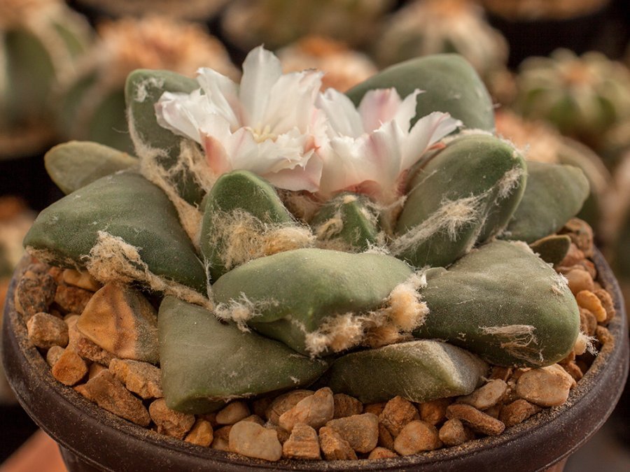 Ariocarpus retusus, Los Arrieros, Tam