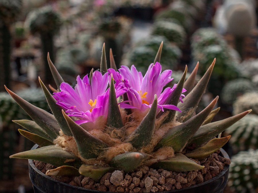 Ariocarpus confusus  MMR 19 Aramberri - La Escondida, NL