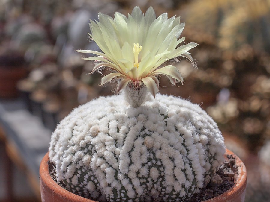 Astrophytum asterias cv. HANAZONO STAR