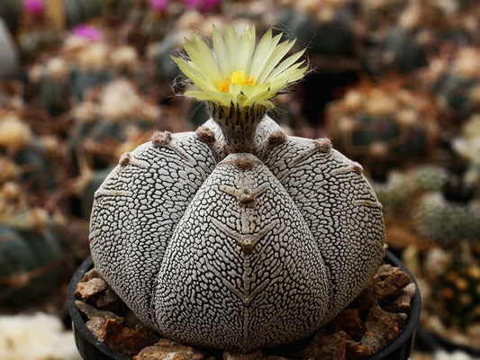 Astrophytum myriostigma cv. Onzuka