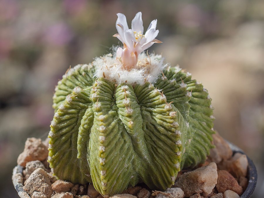 Aztekium Ritterii Aztekium rostliny – Hajek-kaktusy