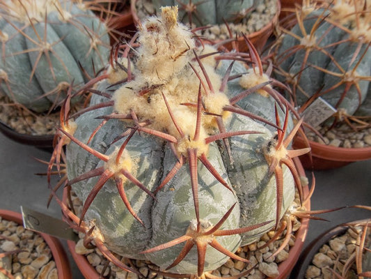 Echinocactus horizonthalonius VZD 257 nw of Cuba, Dur