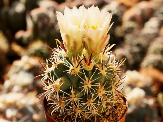 Sclerocactus wrightiae HK 1336 Wayne Co, Ut - grafted