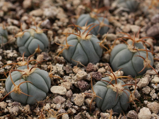 Echinocactus horizonthalonius PV 331 Caballo Mts, NM