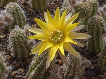 Chamaecereus hybr. yellow flower