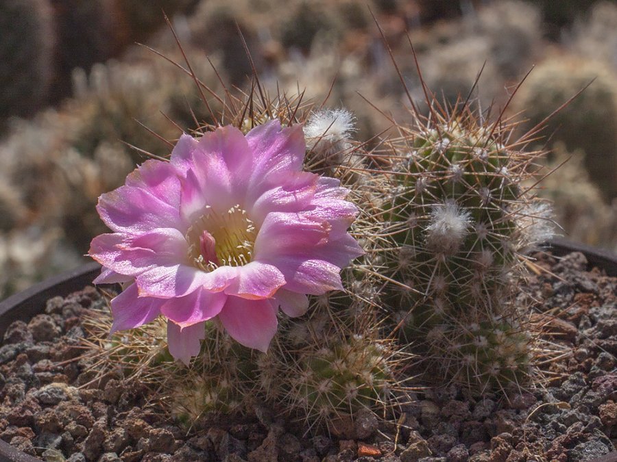 Chamaecereus hybr. Lincoln Discovery