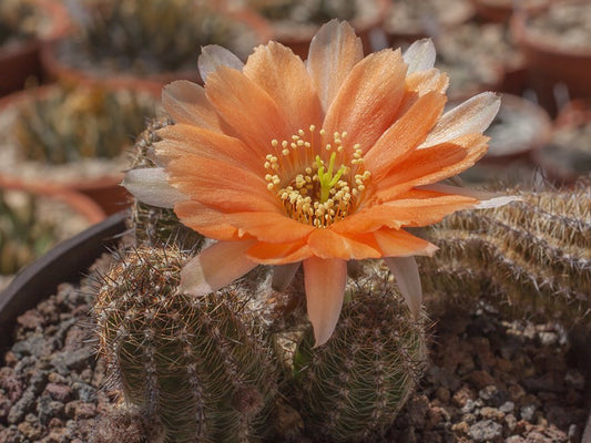 Chamaecereus hybr. Lincoln Dream