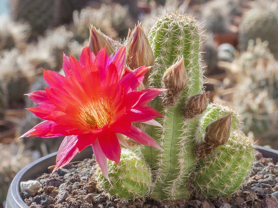 Chamaecereus hybr. Lincoln Friend