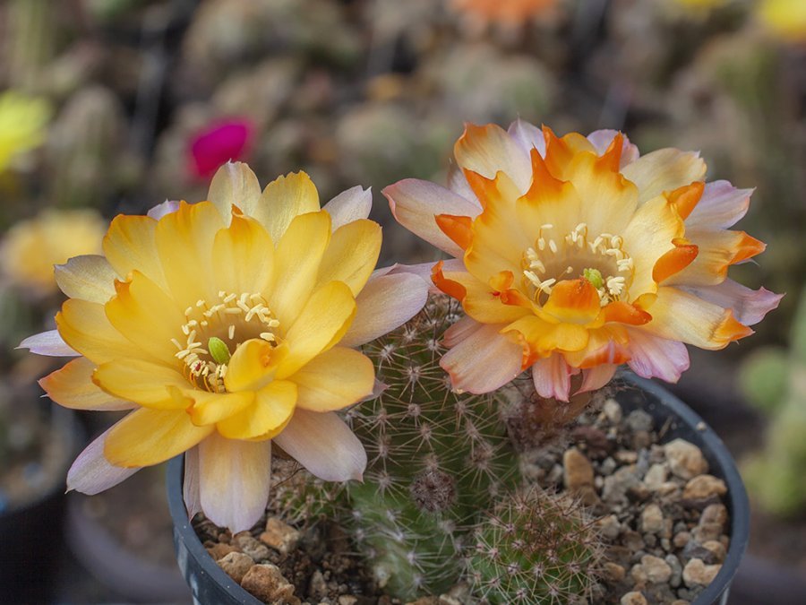 Chamaecereus hybr. Lincoln Gem