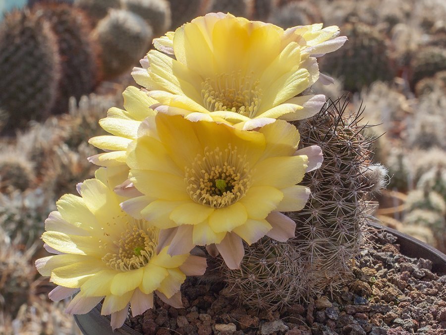 Chamaecereus hybr. Lincoln Harvest Moon