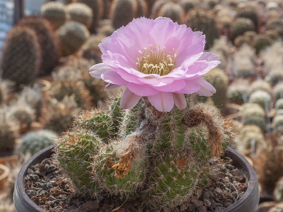 Chamaecereus hybr. Lincoln Pink Splendour