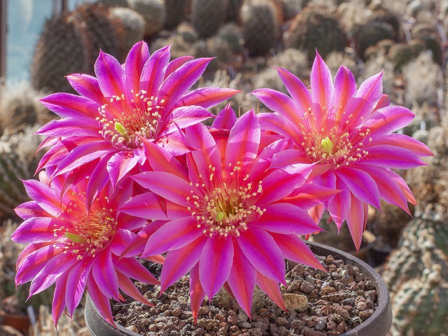 Chamaecereus hybr. Lincoln Stardust