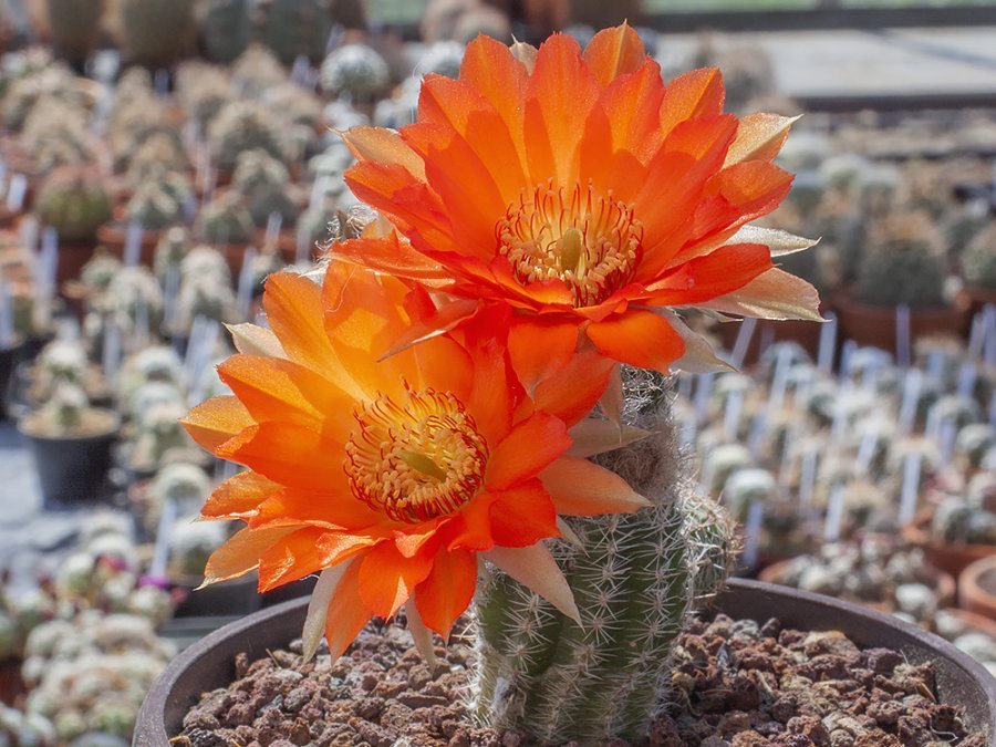 Chamaecereus hybr. orange flower