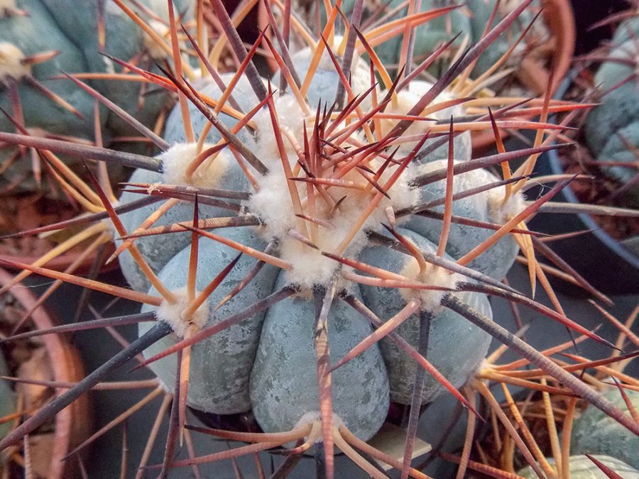 Echinocactus horizonthalonius KMR 103 Est Menchaca, Coah