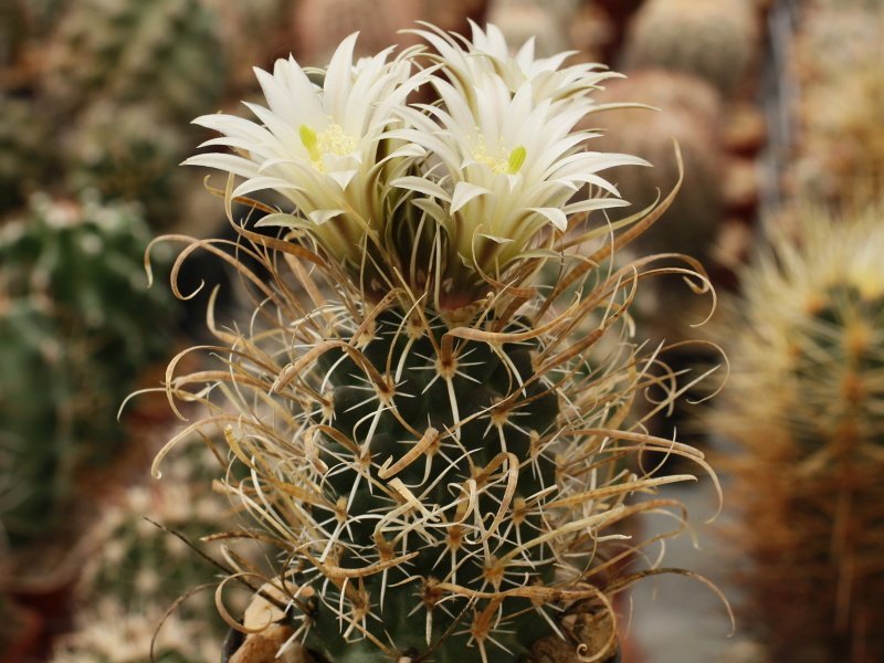 Toumeya papyracantha SB 1326 Mesa Aparejo, Valencia Co, NM - 10 seeds