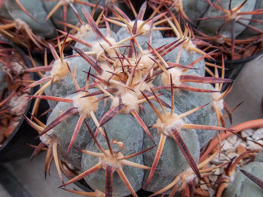 Echinocactus horizonthalonius Apizolaya, Zac - 10 seeds