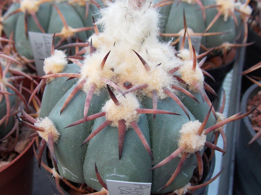 Echinocactus horizonthalonius Augustin Castro, Dur - 10 seeds