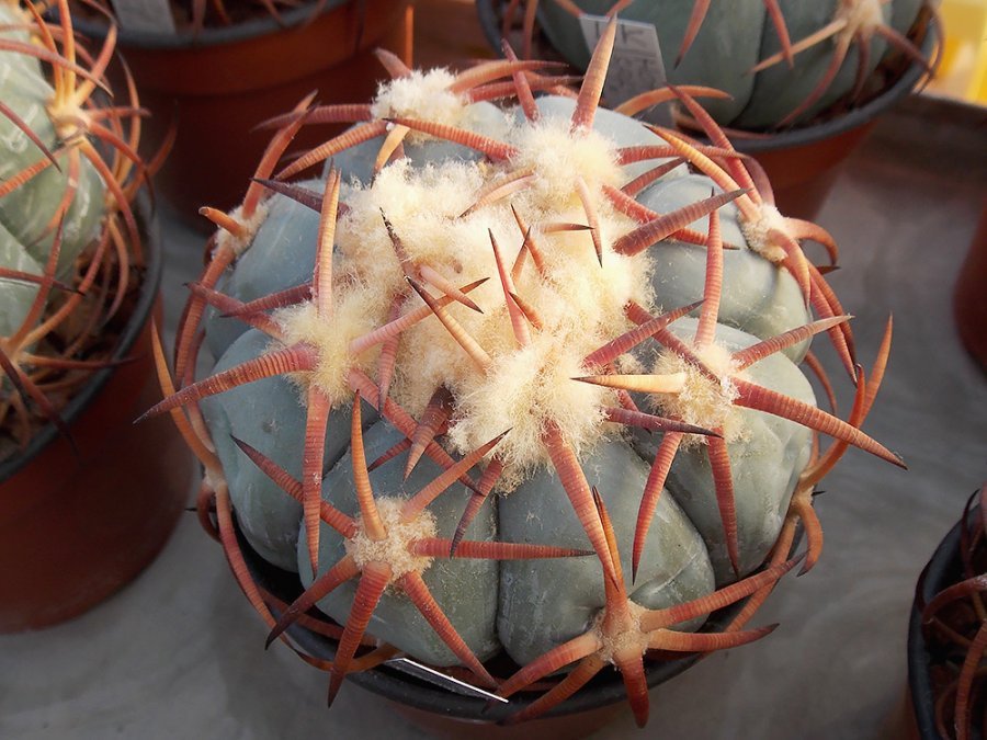 Echinocactus horizonthalonius Hot Springs, Tx