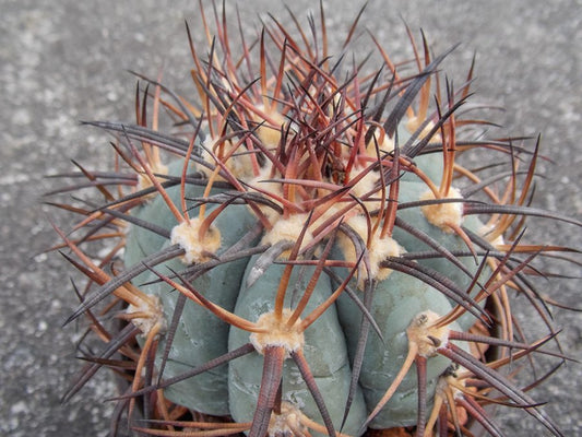 Echinocactus horizonthalonius JABO 328 Boquillas del Carmen, Coah