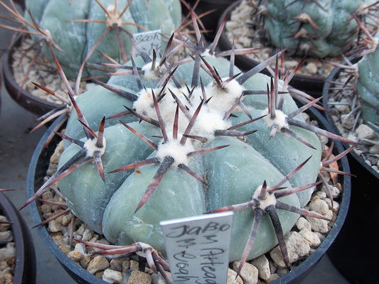 Echinocactus horizonthalonius JABO 33 Arteaga, Coah - 10 seeds