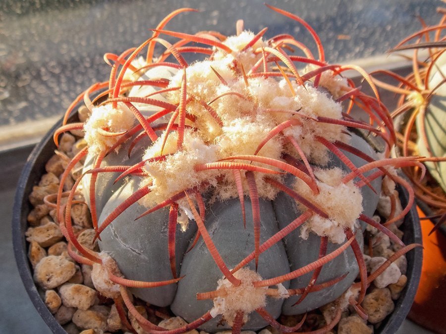 Echinocactus horizonthalonius VZD 916 Las Escobas, Chih