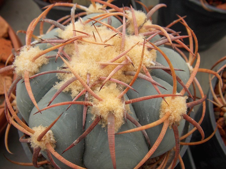 Echinocactus horizonthalonius N of Presidio, Pecos Co,Tx - 10 seeds