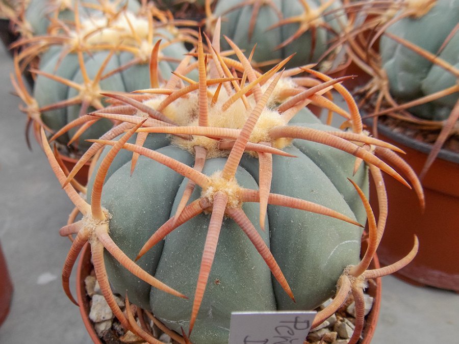 Echinocactus horizonthalonius Peňoles, Dur - 10 seeds