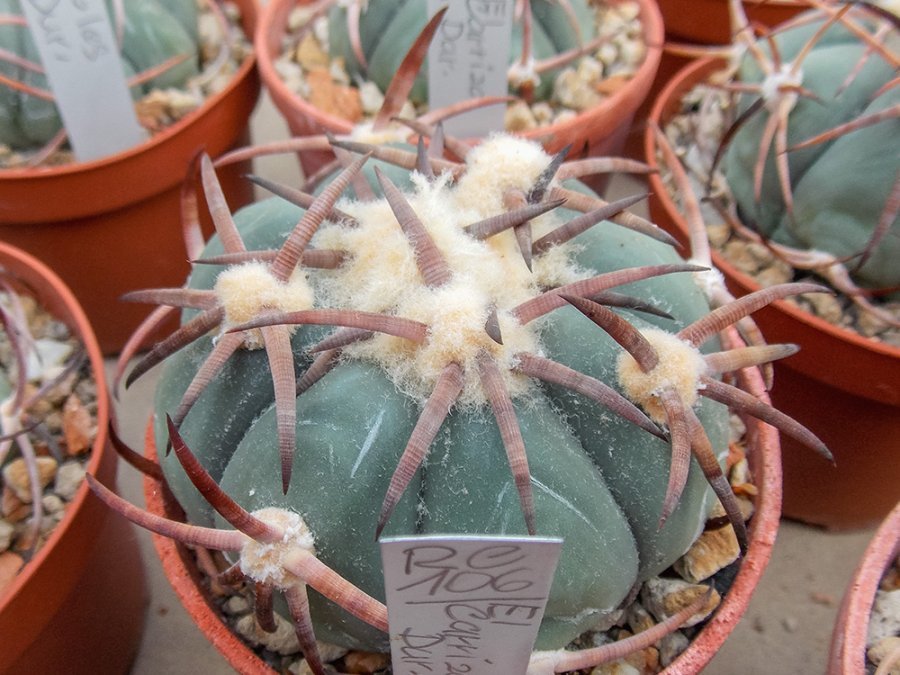 Echinocactus horizonthalonius RC 106 El Carrizo, Crucero, Dur
