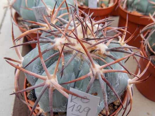 Echinocactus horizonthalonius RC 129 Desert between the Sierra, Coah