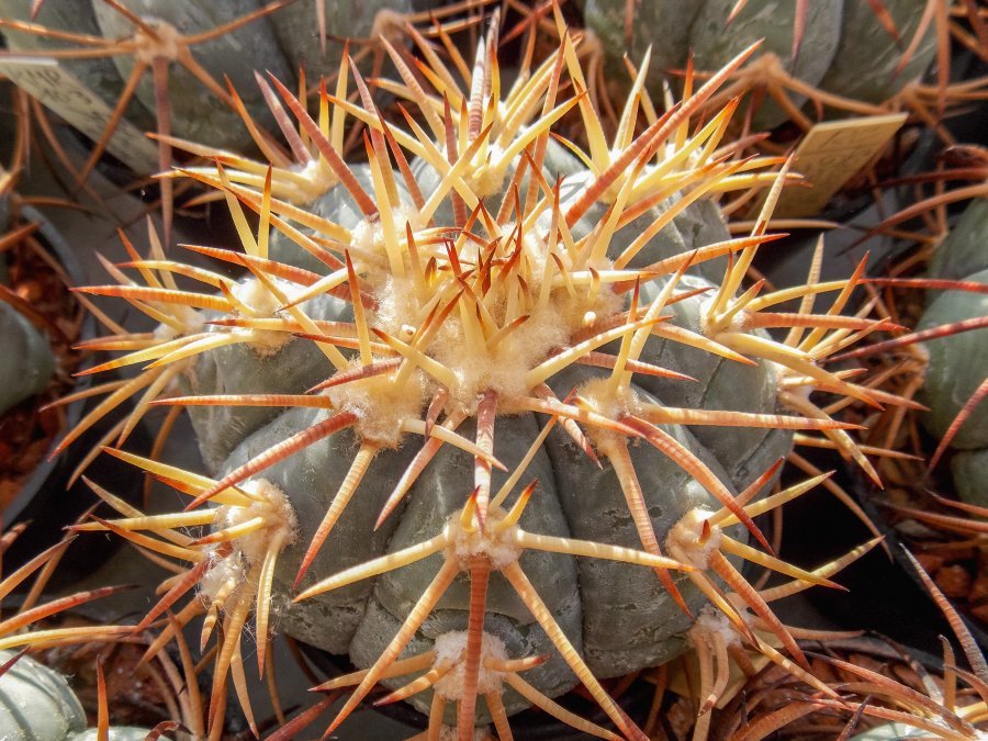 Echinocactus horizonthalonius RC 34 Sabana Grande, Zac - 10 seeds