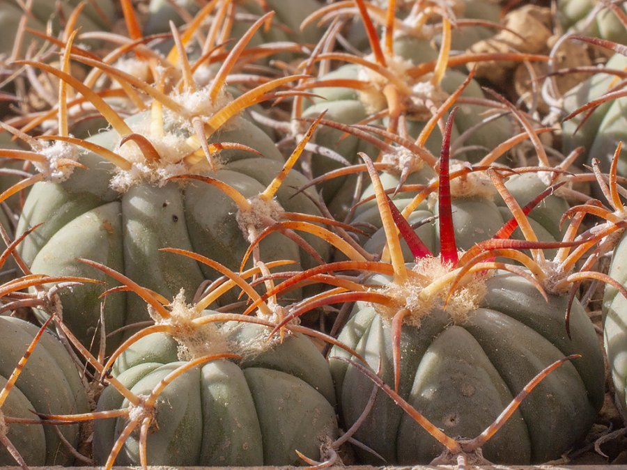 Echinocactus horizonthalonius RC 480 Seven Rivers, Eddy Co, NM